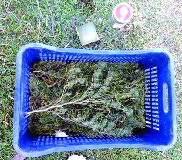 Μεσσηνία: Κτηνοτρόφος είχε 8 χασισόδεντρα δίπλα στο στάβλο