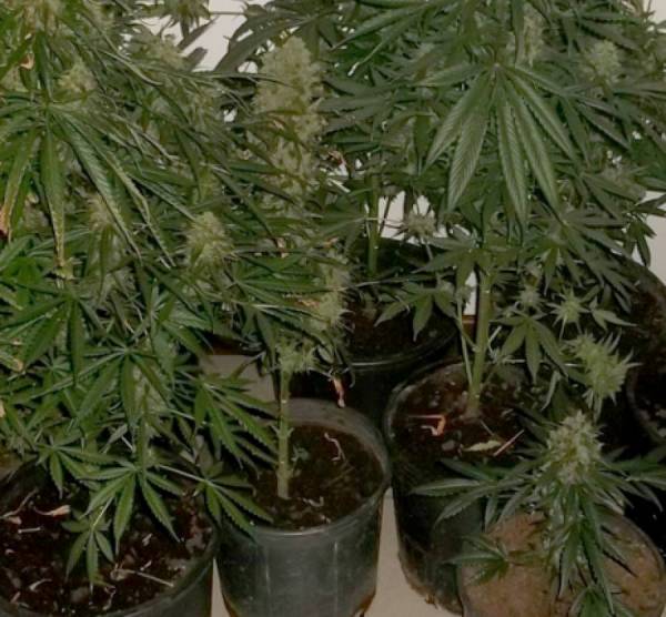 Σύλληψη Αλβανού για 7 φυτά χασίς στην Καλαμάτα