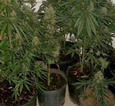 Σύλληψη Αλβανού για 7 φυτά χασίς στην Καλαμάτα