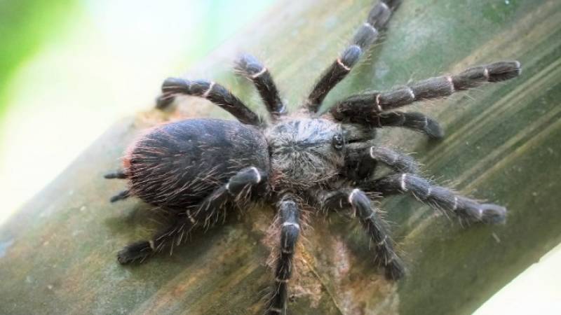 Επιστήμονες ανακάλυψαν σκουλήκι που σκοτώνει ταραντούλες - Του έδωσαν το όνομα... Τζεφ Ντάνιελς