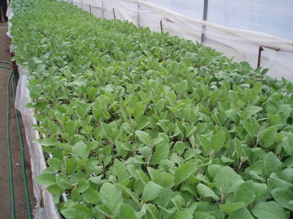 «Καφέ ΑγροΝέα» για ενημέρωση των αγροτών