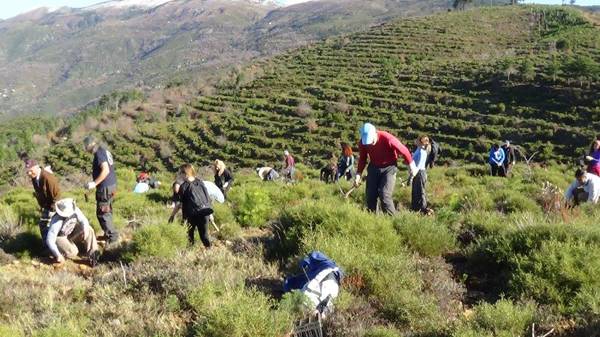 Αναδάσωση την Κυριακή στον Ταΰγετο