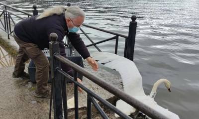 Καστοριά: Αρσενικός κύκνος ακόμα περιμένει το ταίρι του που έχει πεθάνει