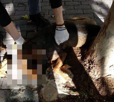 Φόλα σε σκύλο στη Μικρομάνη