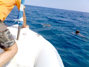 Διάσωση θαλάσσιας χελώνας στο Παράλιο Αστρος