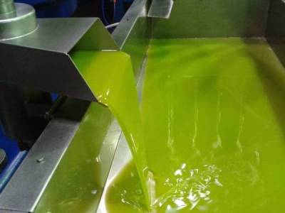 Ξεπερνά το 35% η μείωση του ελαιολάδου στην Τριφυλία