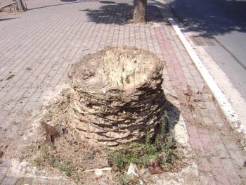 Το κόκκινο σκαθάρι καταστρέφει φοίνικες στην Κυπαρισσία