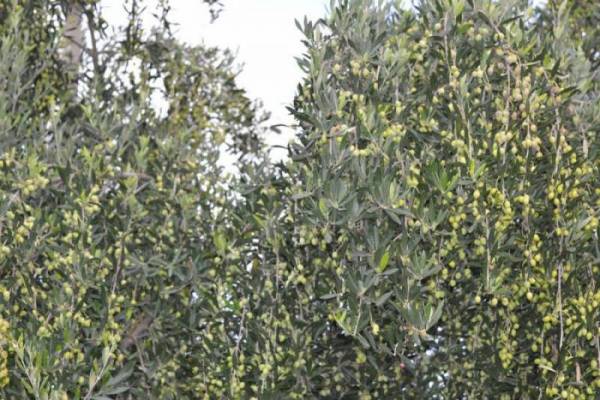 Μπαίνουν οι παγίδες για τον δάκο στη Μεσσηνία