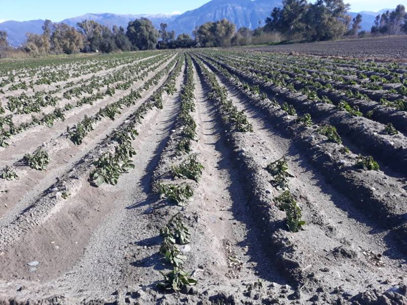 Καλαμάτα: Ζημιές σε πατατοχώραφα στον Μπουρνιά από τους ισχυρούς ανέμους (βίντεο)