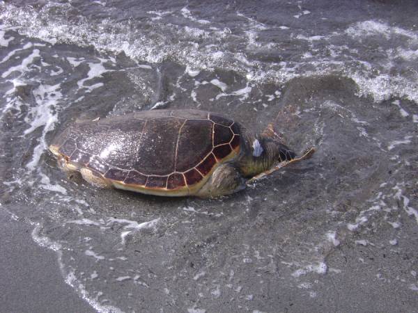 Στο Ευρωπαϊκό Δικαστήριο για τις χελώνες του Κυπαρισσιακού