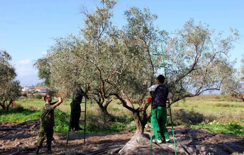 Επί Τάπητος: Οι ελιές περιμένουν χέρια...