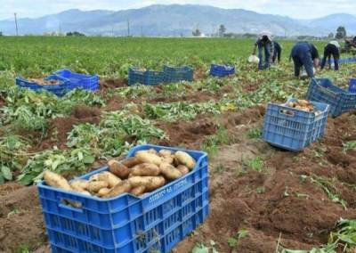 Ο Αγροτοκτηνοτροφικός Σύλλογος Μεσσήνης για τις αποζημιώσεις πατατοπαραγωγών