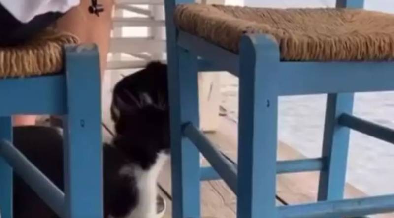 Αιδηψός: Η «εξήγηση» του άνδρα που κλώτσησε γατάκι - «Ήπιαμε πέντε μπύρες παραπάνω»