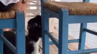 Αιδηψός: Η «εξήγηση» του άνδρα που κλώτσησε γατάκι - «Ήπιαμε πέντε μπύρες παραπάνω»