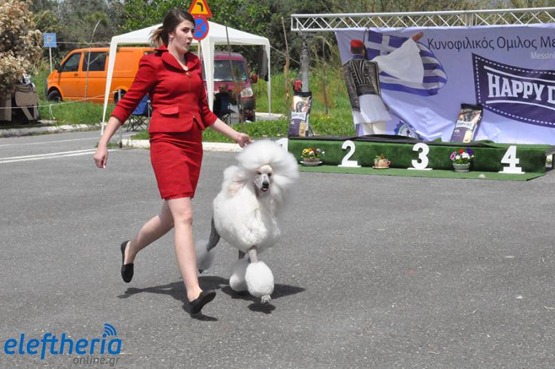 Καλαμάτα: Εκθεση Μορφολογίας Σκύλων στο Πάρκο Κυκλοφοριακής Αγωγής (βίντεο)