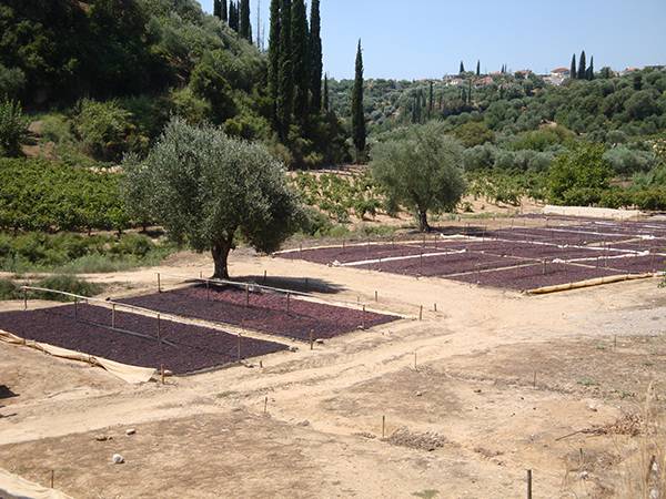 Ανησυχία σταφιδοπαραγωγών για τιμή και επιδοτήσεις