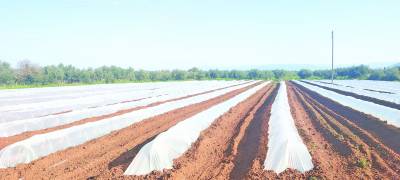 Δυσκολίες στους καλλιεργητές της Τριφυλίας: Ο καιρός εμποδίζει τις φυτεύσεις καρπουζιών