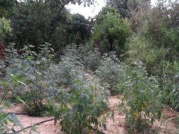 Δύο "ορφανές" φυτείες με συνολικά 300 χασισόδεντρα στην περιοχή των Γαργαλιάνων (φωτογραφίες)