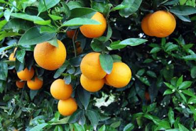 Συνάντηση εσπεριδοκαλλιεργητών με τους βουλευτές της Λακωνίας