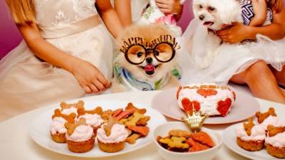 Πάρτι γενεθλίων για σκύλους, με τούρτες και μπουφέ για τους τετράποδους καλεσμένους