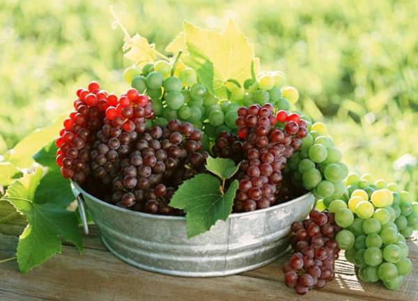 Σε ράφια του εξωτερικού το επιτραπέζιο σταφύλι