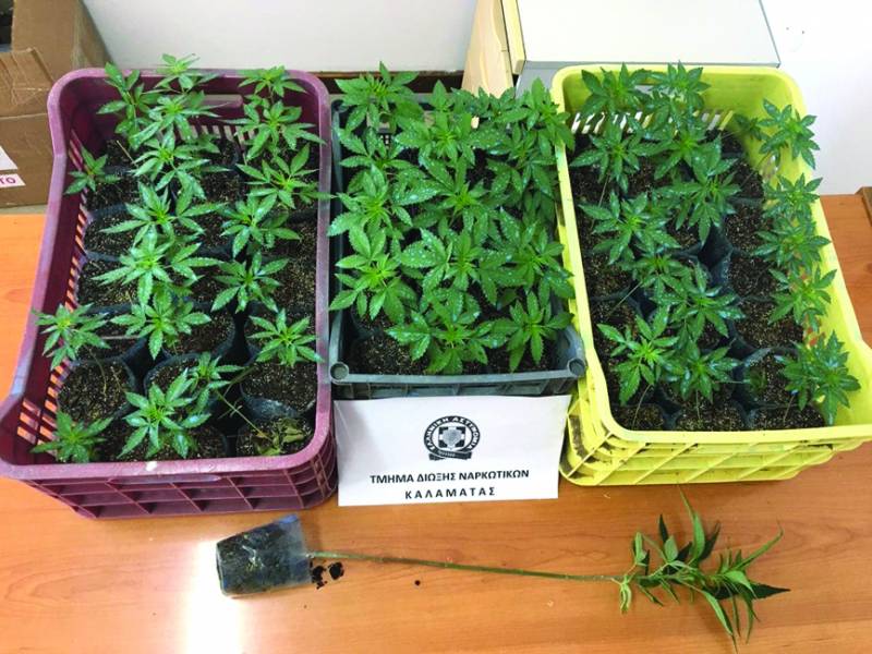 Μεσσηνία: Συνέλαβαν 69χρονο για χασισοκαλλιέργεια στο Μίλα