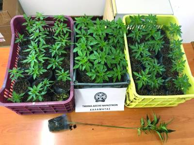 Μεσσηνία: Συνέλαβαν 69χρονο για χασισοκαλλιέργεια στο Μίλα