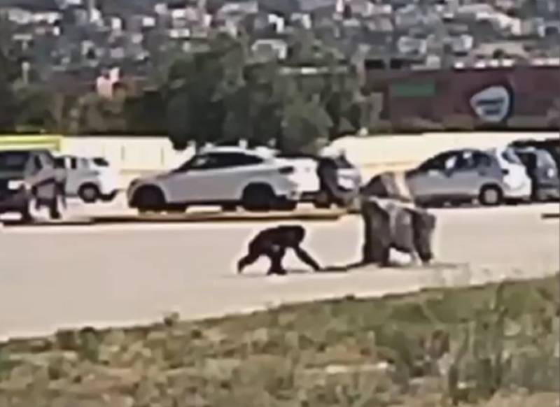 Αττικό Πάρκο: «Πόλεμος» του ιδρυτή με τη Φιλοζωική για τον χιμπατζή