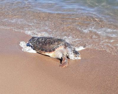 Μία ακόμα χελώνα καρέτα καρέτα ξεβράστηκε νεκρή στις ακτές της Μεσσηνίας