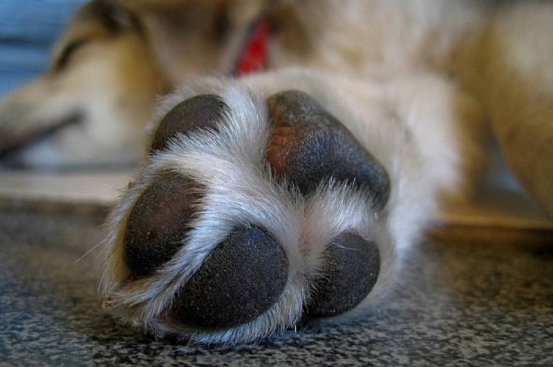 Μεσσήνη: Διατάραξη κοινής ησυχίας από σκυλιά καταγγέλλει ο Λάσκαρης