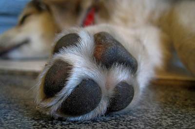 Μεσσήνη: Διατάραξη κοινής ησυχίας από σκυλιά καταγγέλλει ο Λάσκαρης