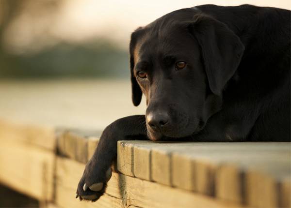 Ο Φιλοζωικός Ομιλος Καλαμάτας για την περισυλλογή των αδέσποτων