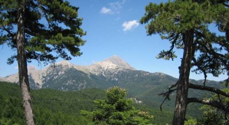 Δενδροφύτευση την Κυριακή στον Ταΰγετο: Θα φυτεθούν 700 δενδρύλλια ψευδοακακίας