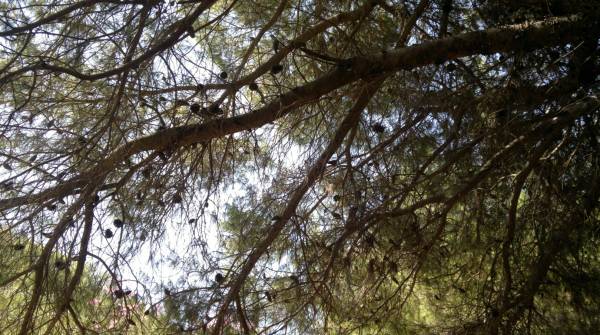 Απαγόρευση κυκλοφορίας και παραμονής για αποφυγή πυρκαγιών σε περιοχές της Τριφυλίας