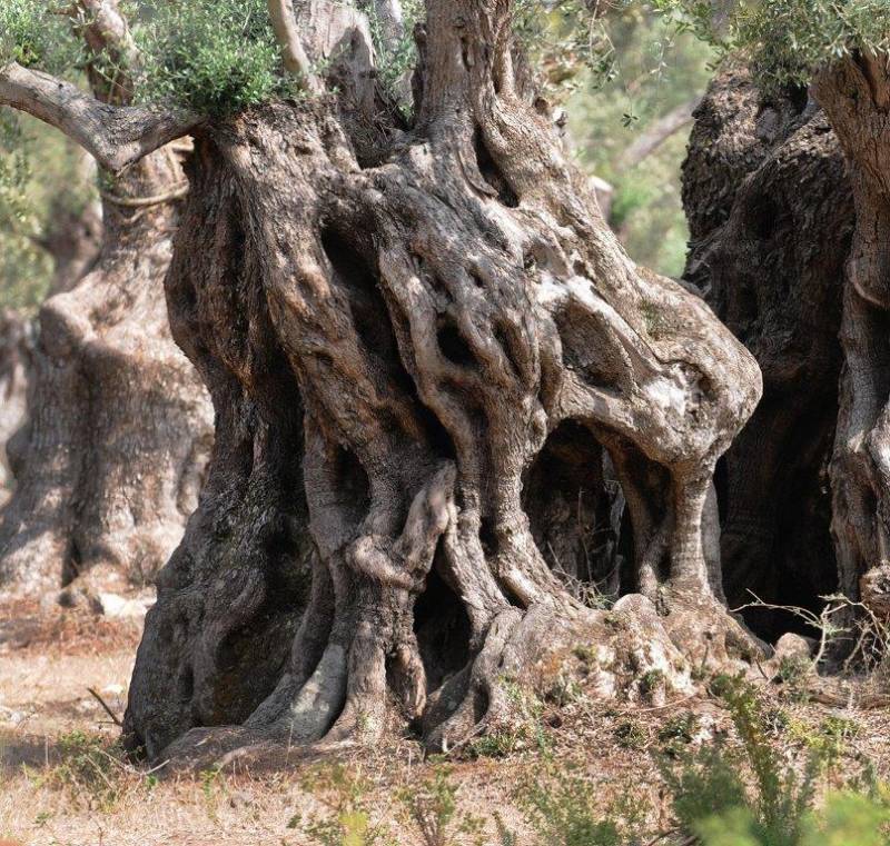 Η ελιά σύμβολο του Ανοιχτού Κέντρου Εμπορίου Κυπαρισσίας
