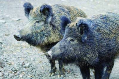 Κιλκίς: Δύο νεκροί και τέσσερις τραυματίες σε τροχαίο με εμπλοκή τριών αυτοκινήτων και μιας αγέλης αγριογούρουνων