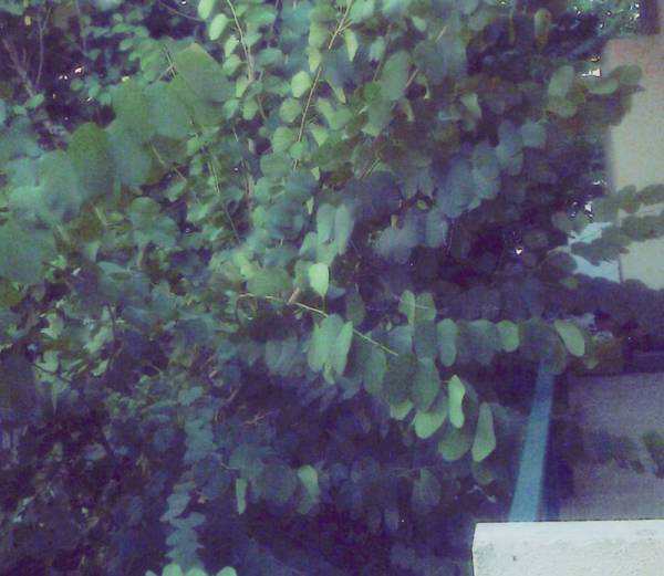 Καρκινοπαθής γυναίκα καταγγέλλει το Νίκα