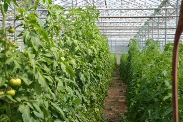 Μέτρα προστασίας καλλιεργειών από τον καύσωνα