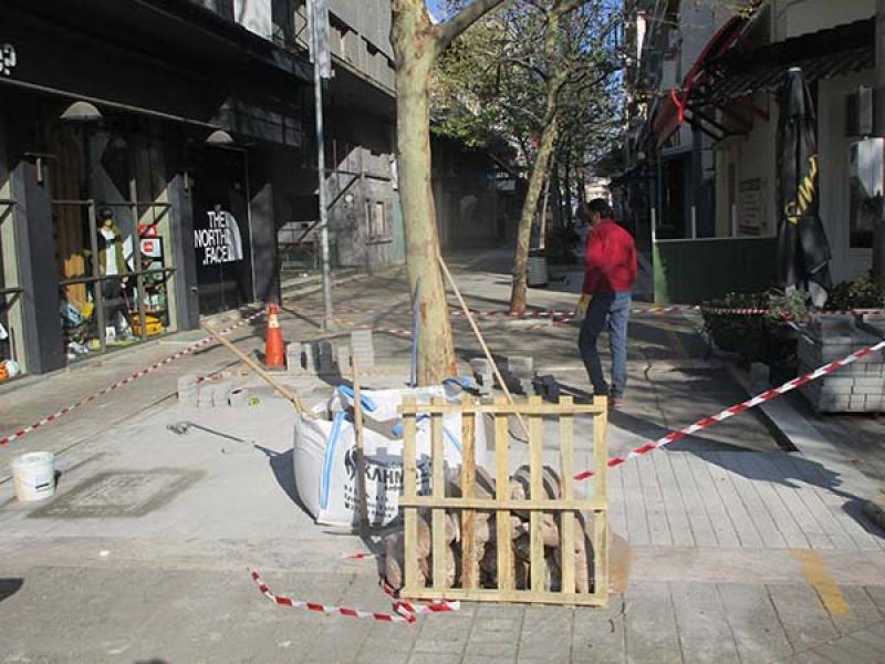 Παρέμβαση για τα πλατάνια