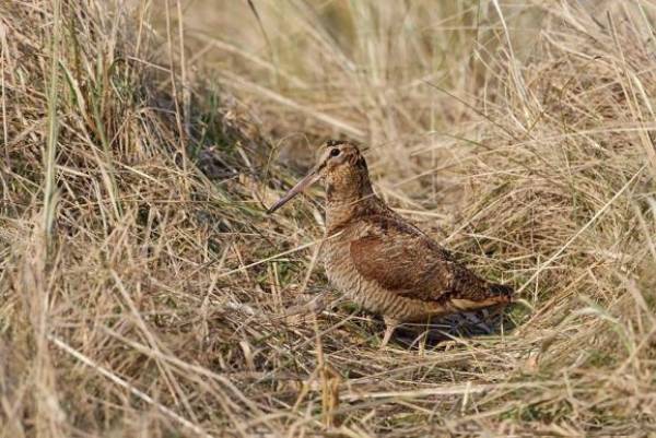 Δύο συλλήψεις από θηροφύλακες