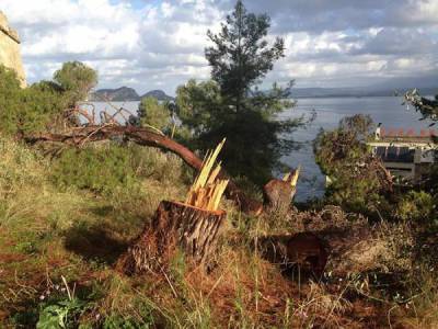 Σύμφωνα με την Εφορεία Αρχαιοτήτων Μεσσηνίας: «Νόμιμη η διαδικασία κοπής των πεύκων στο Νιόκαστρο»
