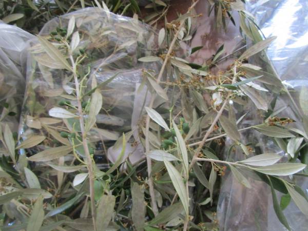 Μεσσηνία: Ζημιές πάνω από 60% στην ελαιοπαραγωγή, σύμφωνα με τον διευθυντή Αγροτικής Οικονομίας