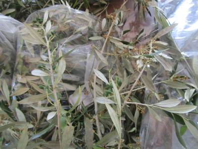 Μεσσηνία: Ζημιές πάνω από 60% στην ελαιοπαραγωγή, σύμφωνα με τον διευθυντή Αγροτικής Οικονομίας