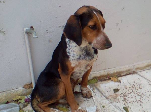 Ο Δήμος Καλαμάτας για τα αδέσποτα ζώα