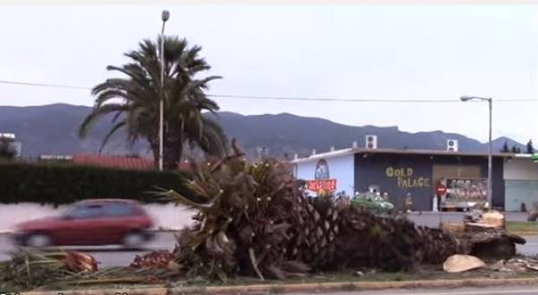 Το κόκκινο σκαθάρι "σκοτώνει" τους φοίνικες στην Καλαμάτα (βίντεο)