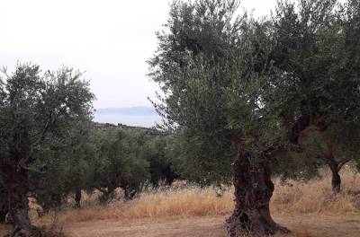 To εξώδικο της ΠΕΜΕΤΕ και η απάντηση της &quot;Ε&quot; για την ΠΟΠ Καλαμάτα