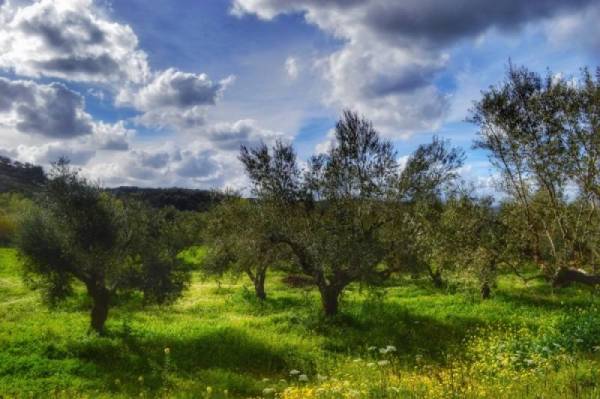 Αφετηρία αλλαγών στην ελαιοπαραγωγή