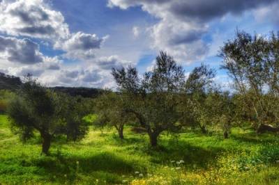 Αφετηρία αλλαγών στην ελαιοπαραγωγή