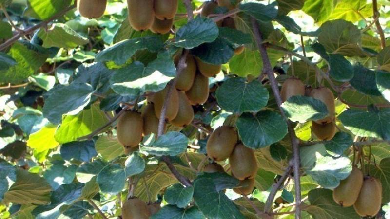 Το ελληνικό ακτινίδιο ενισχύει τη θέση του στις παγκόσμιες αγορές