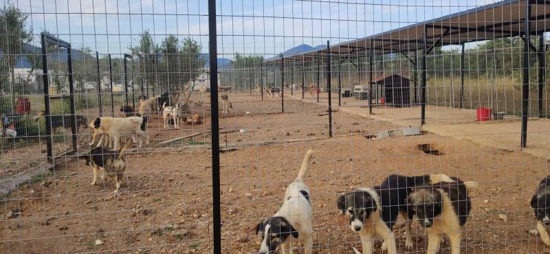 Περιμένουν νερό σε καταφύγιο για αδέσποτα